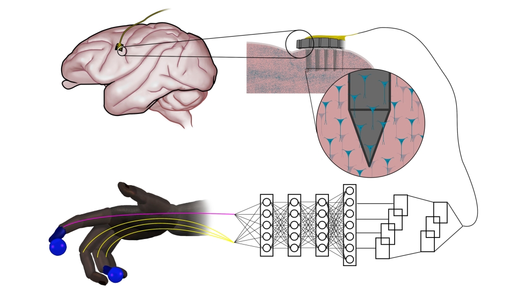 Brain wiring diagram prosthetic hand
