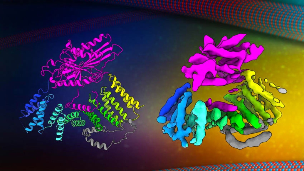 colorful cells proteins in microscopic view
