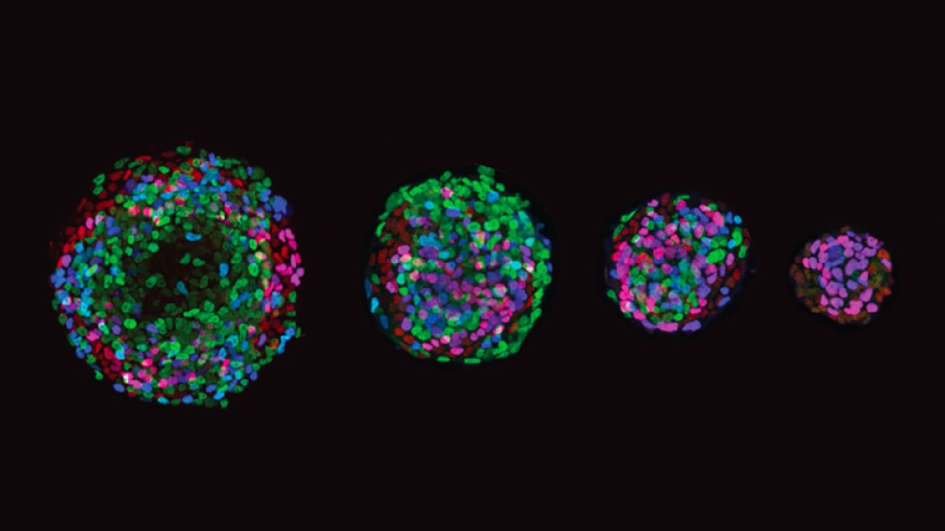 colorful germs biome microscopic cells