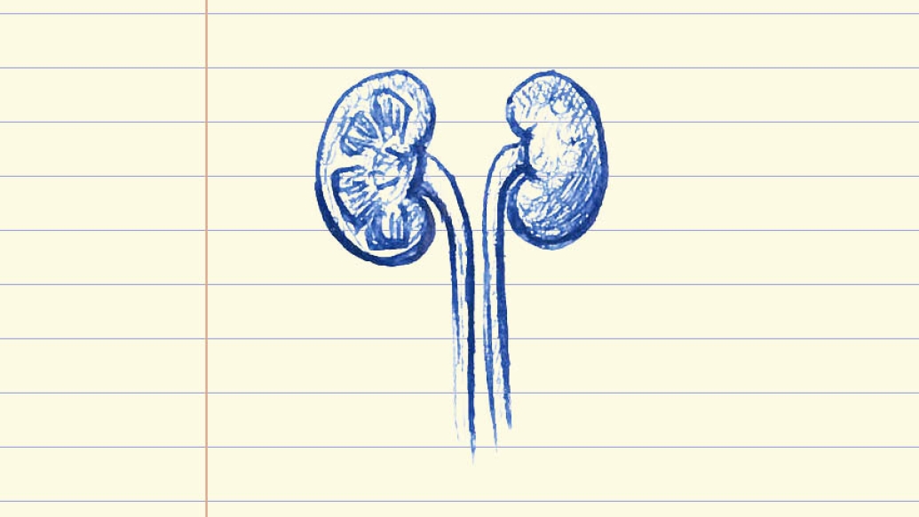 drawing of kidneys on lined paper