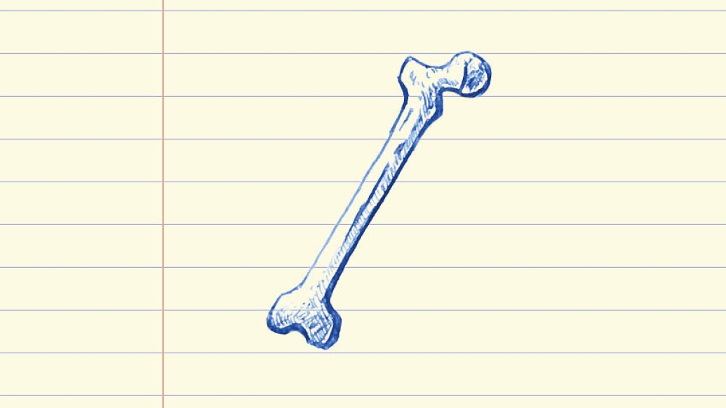 drawing of a bone