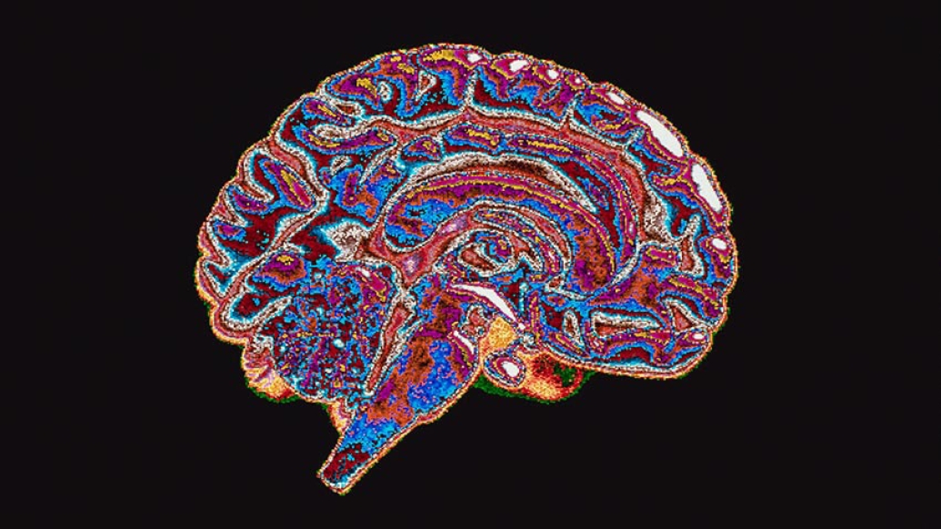 Multicolored rainbow brain cross section on black background