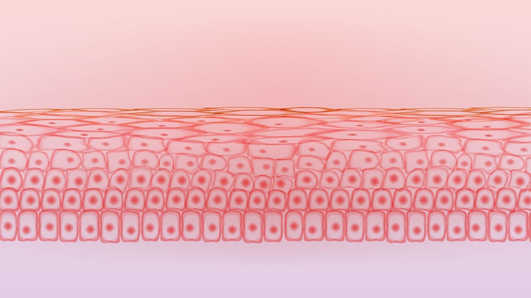 graphic of pink orange skin tissue cell