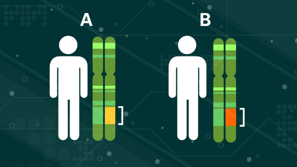 white figured person standing next to a polygenetic risk score labeled A in green with a yellow dot and another person standing next to one labeled b with a red dot. 