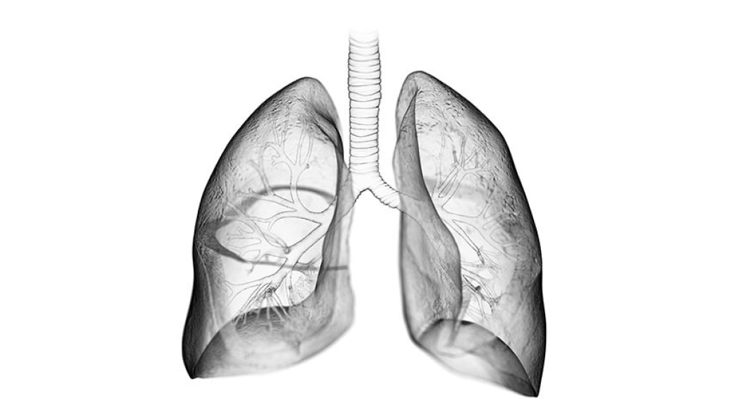 grey transparent lungs seeing brachial branching
